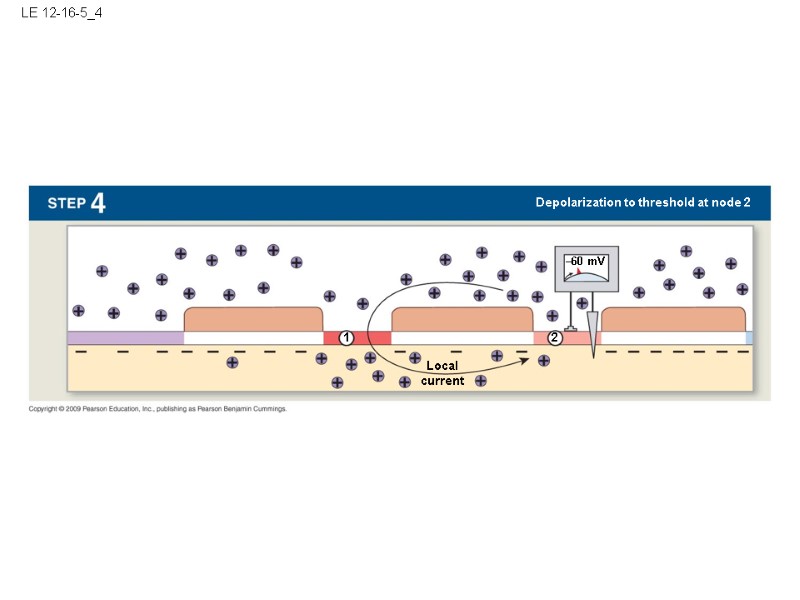 LE 12-16-5_4 Local current 1 2 –60 mV Depolarization to threshold at node 2